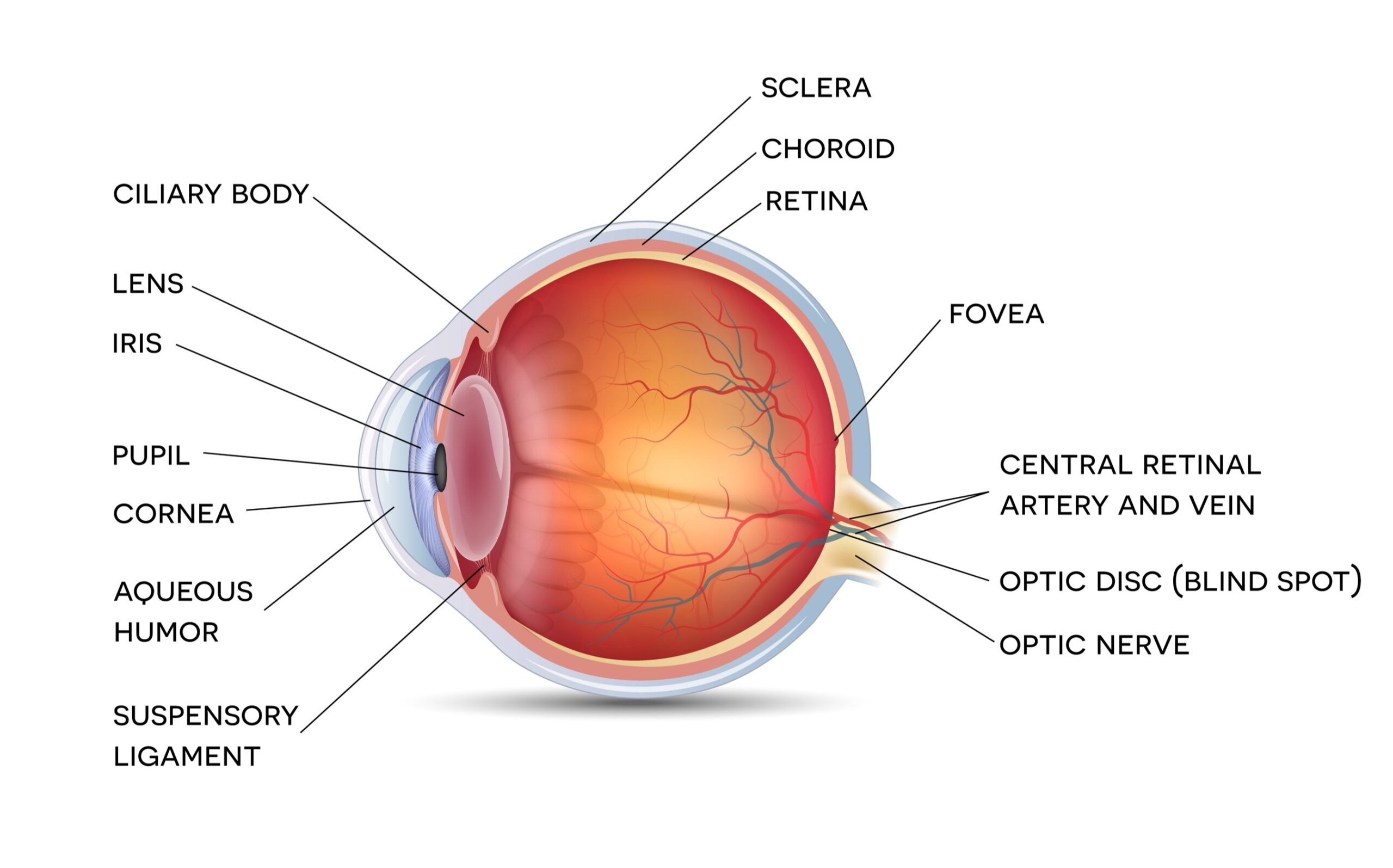 Anatomy of the healthy eye, detailed illustration